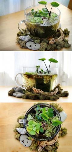 DIY Tabletop Water Garden