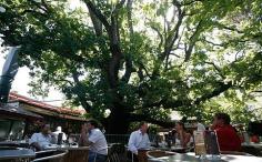 On the right side of Sydney to be busy enough, but not too busy. Great atmosphere! The Oaks Hotel - Neutral Bay