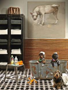 Wire-haired dachshunds - AD