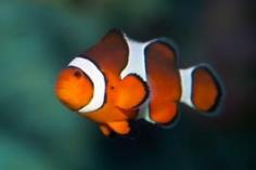 P. Sherman, 42 Wallaby Way, Sydney - Sydney Aquarium