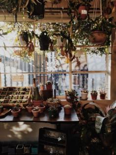 
                        
                            Crimson Horticultural Rarities in Oakland / photo by Cecilia Yang
                        
                    