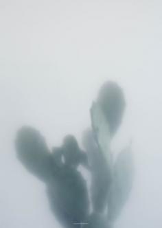 botanic by kristina dam..