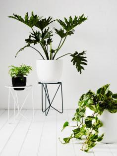 Wire plant stands from local start up IVY MUSE. Styling - Alana Langan, photo – Annette O’Brien on thedesignfiles.net