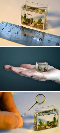 
                        
                            World's Smallest Aquarium
                        
                    