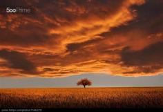 Clouds Gold, Tree Gold