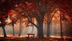 Autumn Bench