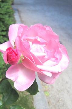 Rodin Sculpture Gardens