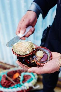 
                    
                        Diver Paul Polacco handpicks urchins and scallops off Kangaroo Island.
                    
                