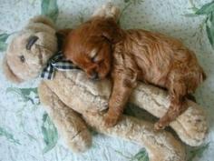 
                    
                        Being this cute can be exhausting: | 20 Puppies Cuddling With Their Stuffed Animals During Nap Time
                    
                