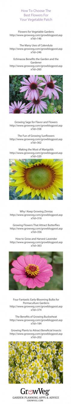 
                    
                        How to choose the best flowers for your vegetable garden. How to choose plants that will bring colour and pollinating insects to your patch and some that will be both decorative and edible. There are links to 12 of the flower blog articles from the Garden Planner at growveg.com so that you can enjoy them at your leisure whilst choosing the most suitable plants for your plot.
                    
                