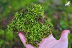 
                    
                        How to Grow Moss #DIY_Garden
                    
                