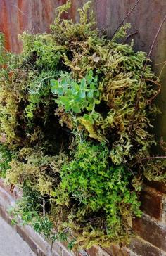 
                    
                        Tutorial..Living HERB wreath...rosemary, thyme,oregano...add Nasturtium,  violets, etc. (edible flowers) for color
                    
                