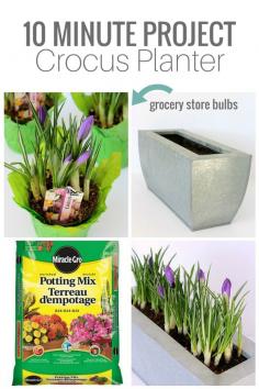
                    
                        10 MINUTE PROJECT- Spring Crocus Planter
                    
                