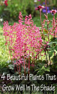 
                    
                        4 Plants That Grow Well In The Shade
                    
                