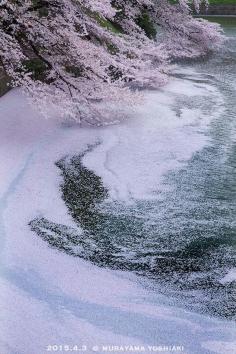 
                    
                        Cherry Blossom Petals' Pond in Japan
                    
                