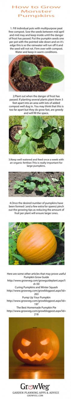 
                    
                        How to grow the biggest Monster Pumpkins!
                    
                