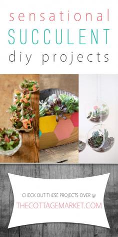 
                    
                        Sensational Succulent DIY Projects - The Cottage Market
                    
                