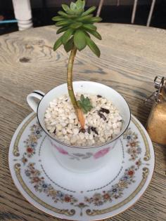 
                    
                        Saucer succulents!  - Cuckoo Callay, Newtown, NSW, 2042 - TrueLocal
                    
                