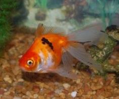 
                    
                        Fantail Goldfish
                    
                