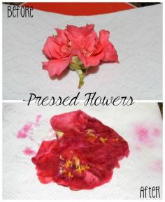 
                    
                        How to make pressed flowers in the microwave (So easy)
                    
                
