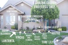 
                    
                        Plants for a hot dry climate (like Southern Utah)
                    
                