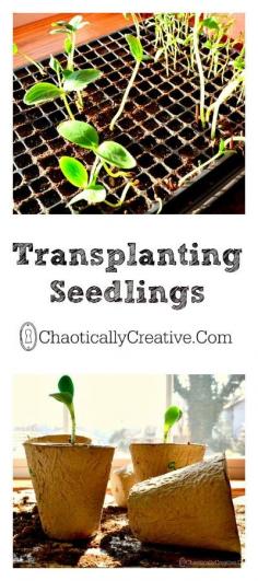 
                    
                        Transplanting Seedlings
                    
                