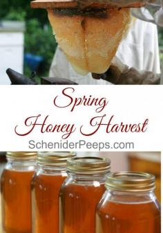 
                    
                        Our first honey harvest of the year. We harvest from both a top bar hive and two Langsthroth hives. We got about 6 gallons of honey plus some honey comb.
                    
                