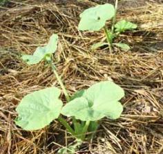 Growing Vegetables in Clay Soil...Gunky clay is no one's idea of wonderful garden soil. When wet it's heavy and slimy, and it dries into chunky slabs that crack into pieces. Like other extreme types of soil, tight clay can be radically improved with regular infusions of organic matter and thoughtful handling....