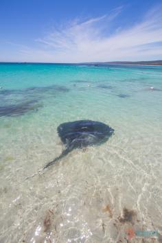 
                    
                        See a stingray on the beach at Hamelin Bay in Western Australia
                    
                