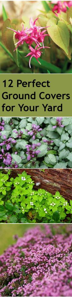 12 Perfect Ground Covers for Your Yard