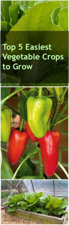 
                    
                        Top 5 Easiest Vegetable Crops to Grow
                    
                