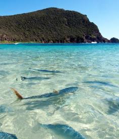 
                    
                        Lord Howe Island
                    
                