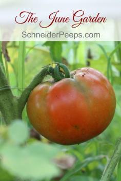 
                    
                        The June Garden in Zone 9 is usually full of goodies to harvest. The heat is about to set in and there is usually less than 4 weeks of harvesting left until fall. This year we've had an unusual amount of rain, come see what is doing well and what isn't.
                    
                