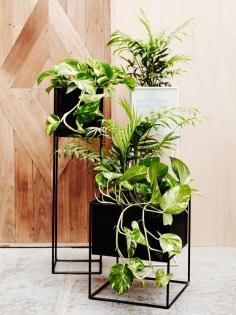 
                    
                        Redfox & Wilcox. Photo – Annette O’Brien.
                    
                