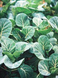 Yum!  Collard Greens, from the article Growing and Cooking Collard Greens from growveg.com.