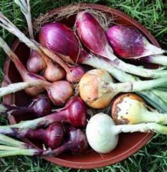 Onions. Harvest and curing.