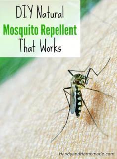 DIY Natural Mosquito Repellent Recipe That Works. Herbs and essential oils that repel mosquitoes include: Basil, Eucalyptus, Peppermint, Rosemary, Lemon balm (citronella), onions and garlic extract. You can make your own natural mosquito repellent with essential oils: 5 drops each of 2 different essential oils (seen in the list above), 2 tablespoons vegetable oil or coconut oil. Combine the ingredients in a glass jar, stir well to blend. Dab a few drops on your skin.