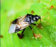 Minute Pirate Bug  - one of the Super 7 Beneficial Insects you need to summon to your garden.