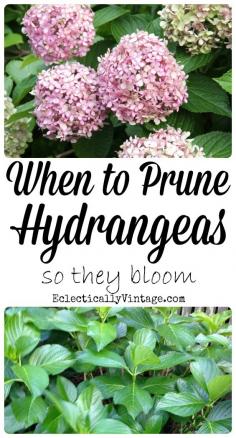 When to Prune Hydrangeas so they bloom! Mophead and Lacecap Hydrangeas (pink, blue or purple) bloom on old wood meaning that their buds start to form in the fall for next summer. If they are trimmed in the fall, winter or spring, all of the buds will be removed and your hydrangeas will be flowerless. ONLY PRUNE IN JUNE AND JULY! Or if shrubs are too large for their space. Remove dead stems or flowers anytime of the year – this should be done annually and will not affect regrowth.