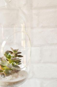 Where to buy (without needing to order) hanging glass terrarium planters