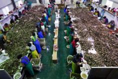 Image result for south korean oysters