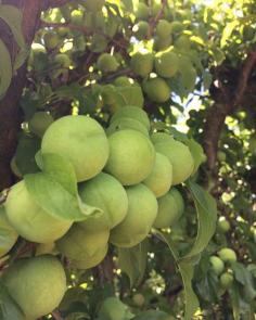 S&R Orchard Summer Fruits Picking Festival Perth