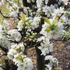 S&R Orchard Summer Fruits Picking Festival Perth