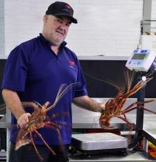 Lobster Alive Gallery