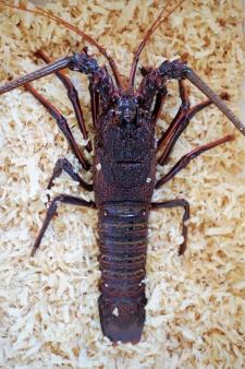 Lobster Alive Gallery