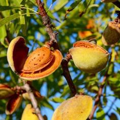 Bounty™ Almond Tree