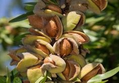 Almond Plants