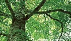 PANDO takes its name from one of the rare tree species in Utah, symbolizing green life and continuous vitality, which perfectly matches our vision of innovation, green, and sustainable development.